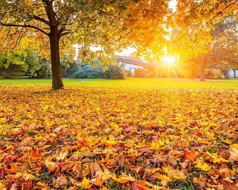Maple tree full foliage, with sun shining through