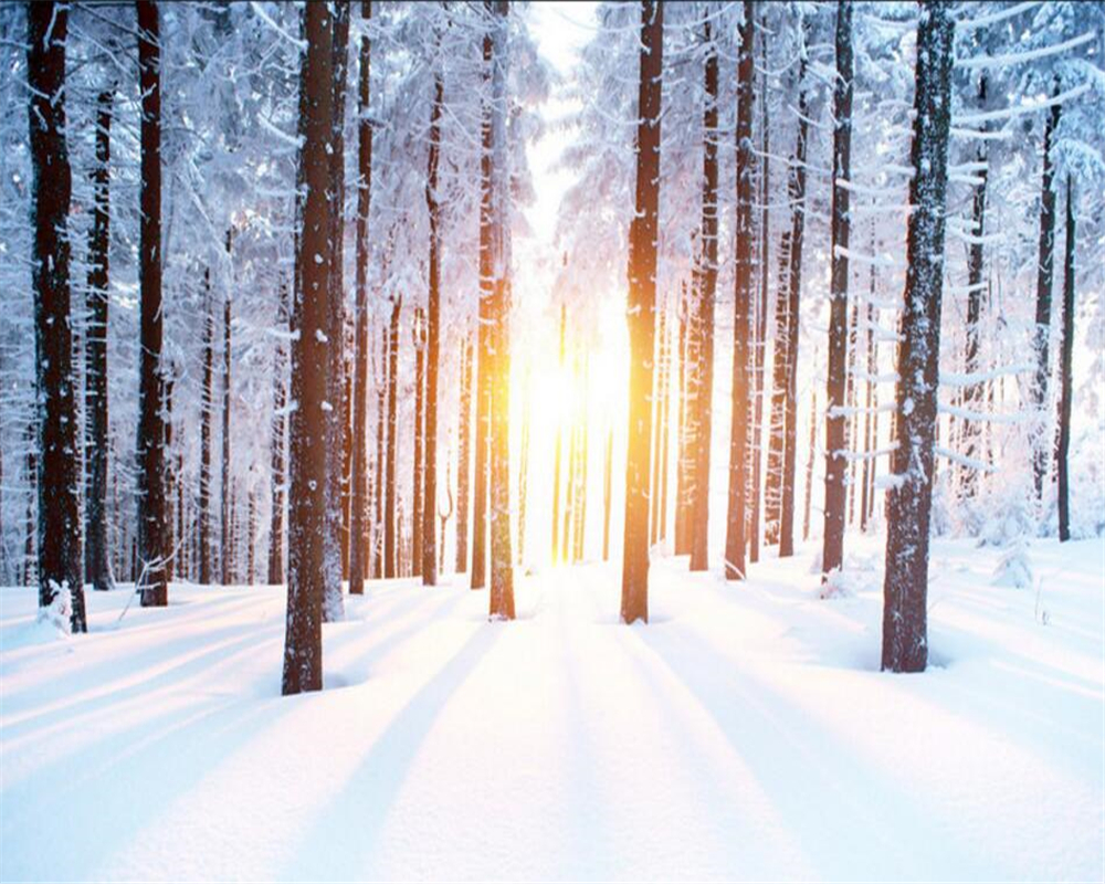 Trees in winter with sun light