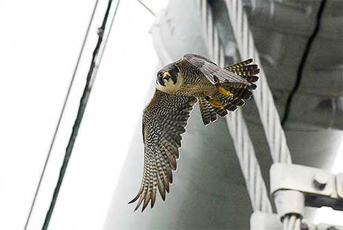 Peregrine Falcon Swooping Towards Camera from Bridge