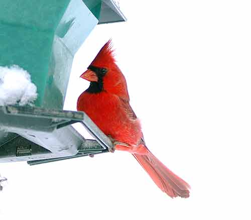 A Cardinal Feasts at a Backyard Feeder