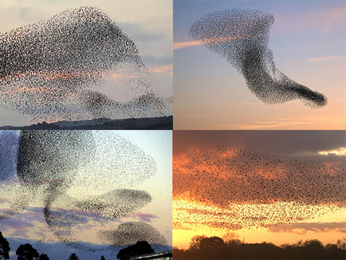 Murmurations in all 4 seasons
