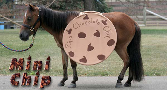 small horse with cookie sandwich board