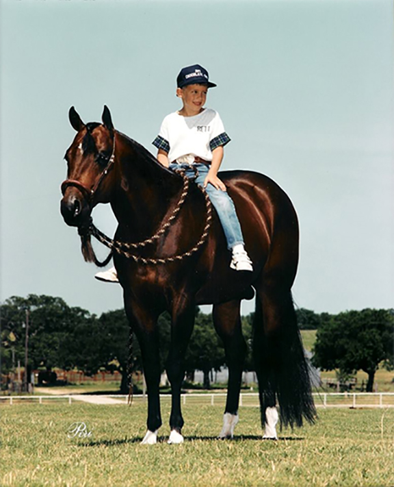 Zips Chocolate Chip, a big shiny brown horse